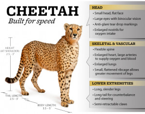 cheetahs are built for speed infographic