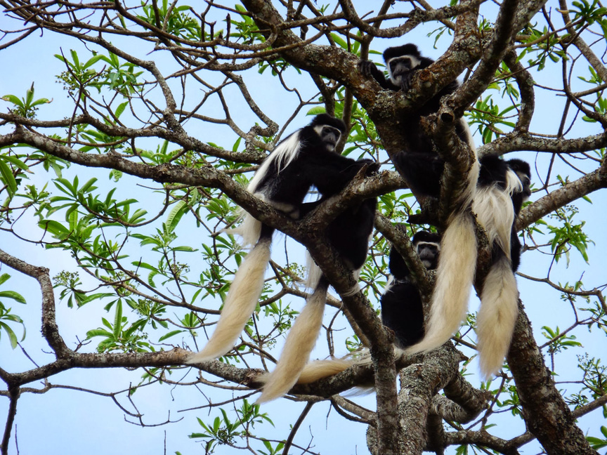 colobus monkeys in arusha national park