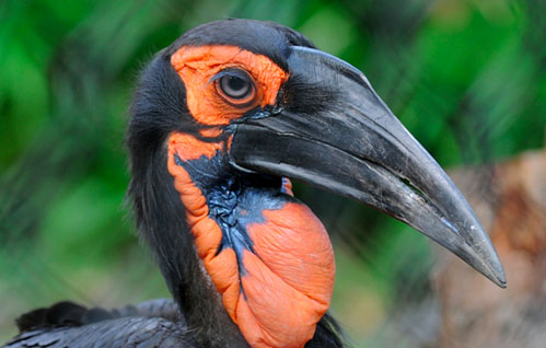 Dark Wings....Myths Surrounding Ground Hornbills - Thomson Safaris