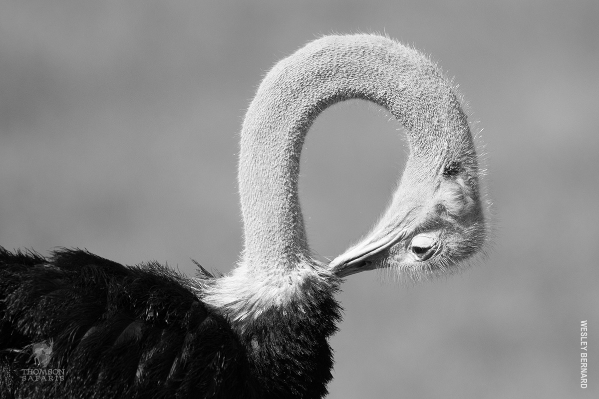 ostrich black and white portrait