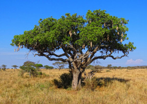 kigelia-tree.jpg - Thomson Safaris