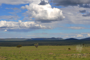 serengeti landscape with clouds