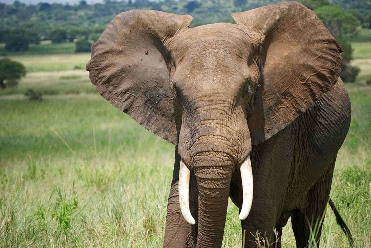 Africa's Endangered Species by the Numbers - Thomson Safaris