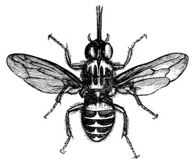illustration of tsetse fly