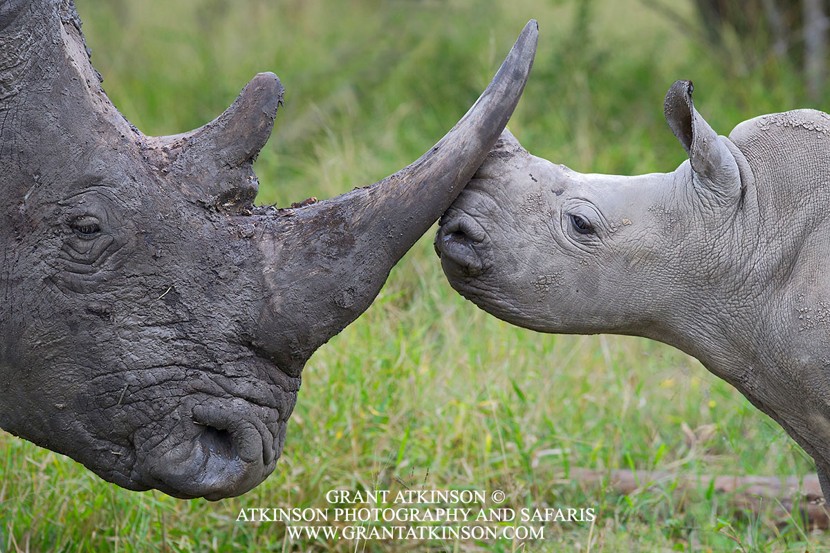 rhino horn to horn with calf