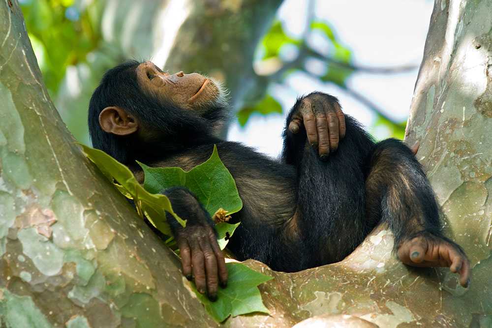 chimp in tanzania