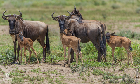 6 Tips for Making the Most of Your Visit to the Serengeti - Thomson Safaris