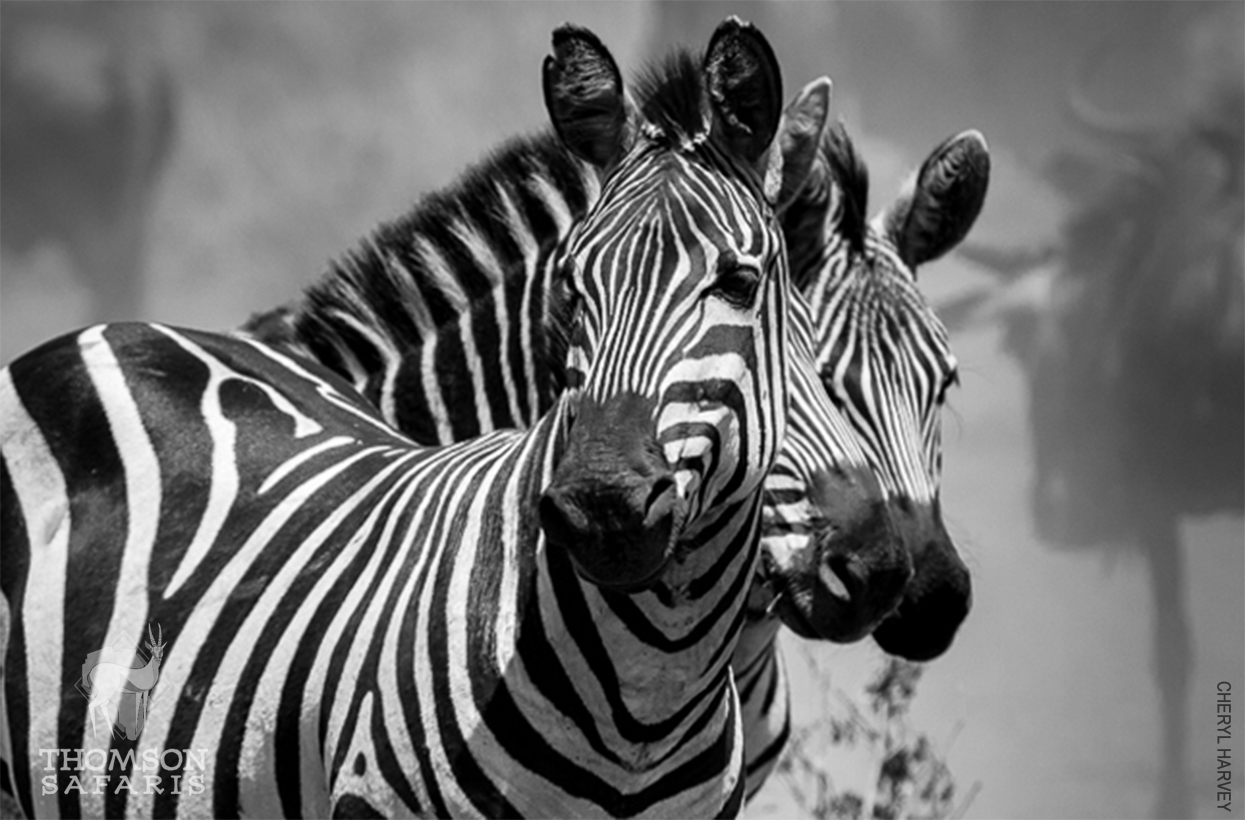 zebras in black and white