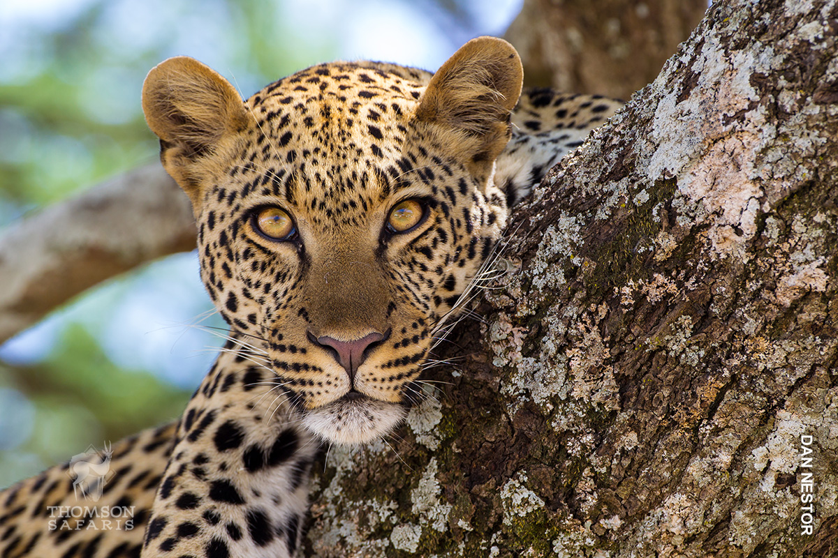 leopard in serengeti national park tanzania