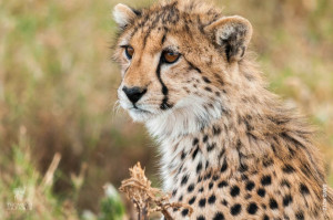 cheetah cub in serengeti tanzania