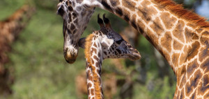 giraffe with baby in serengeti