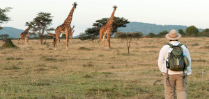 seeing giraffes on walking safari in eastern serengeti