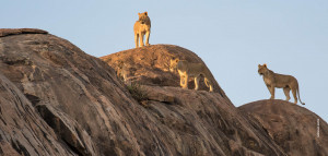lionesses on kopje rocks in serengeti tanzania
