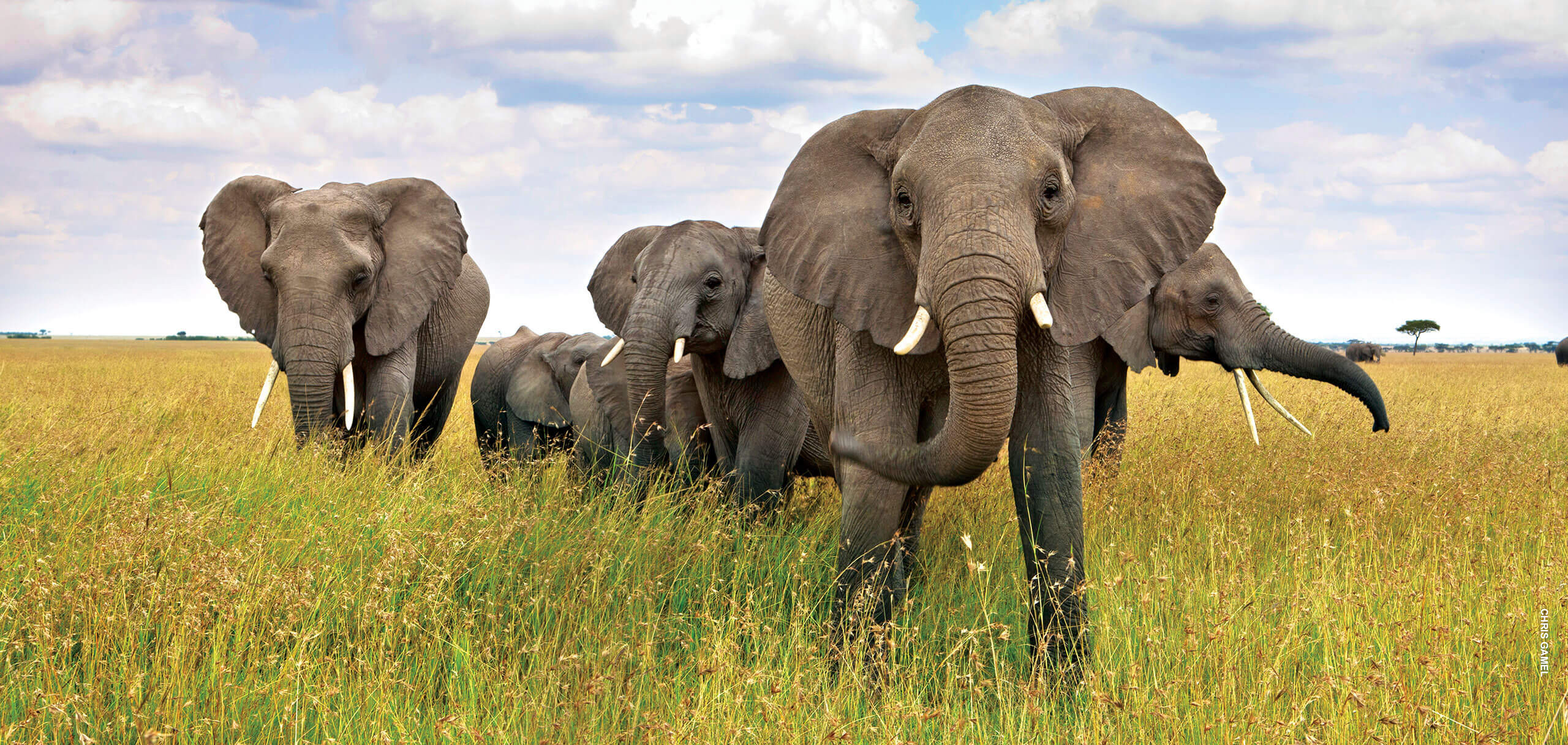 elephants in serengeti