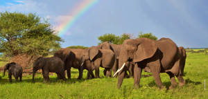 elephants and rainbow in tarangire tanzania