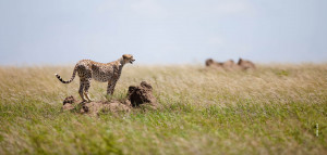 cheetah on termite mound in serengeti