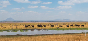 elephants in tarangire national park tanzania