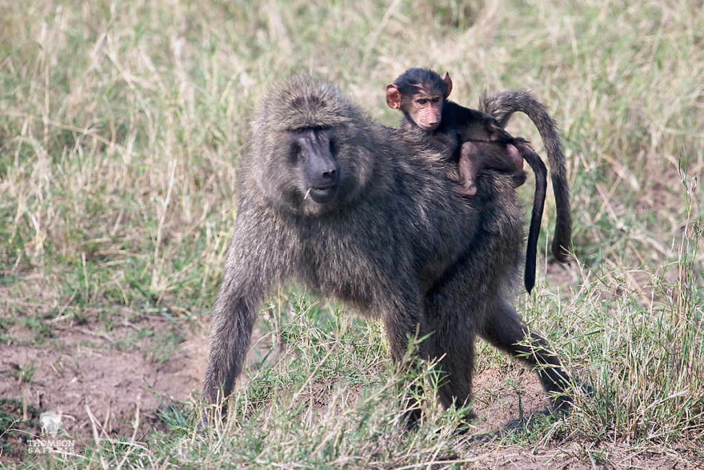 babyanimals_baboon - Thomson Safaris