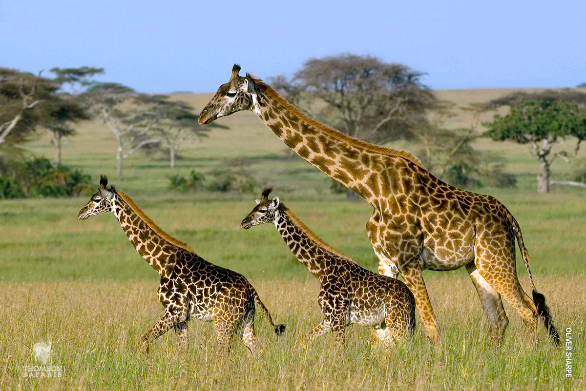 two giraffe calves with their mother in tarangire national park tanzanoa