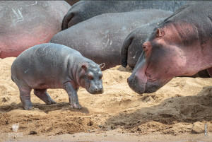 baby hippo and its mom in tanzania