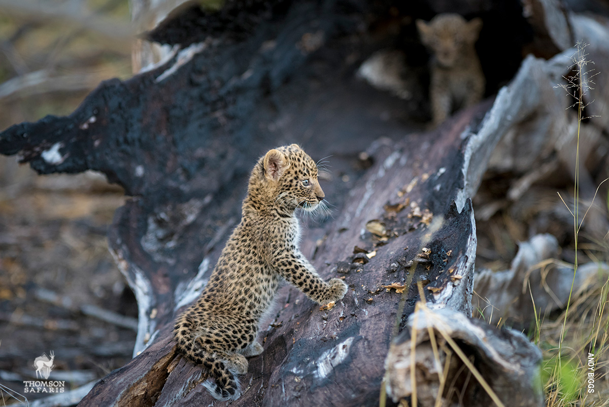 leopard cubs venturing out of cubby hole