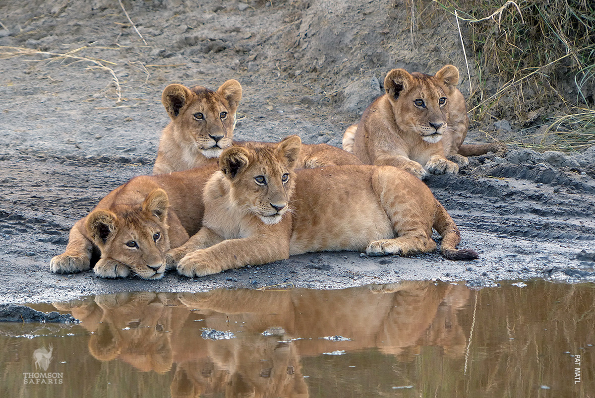 lion cubs in tanzania
