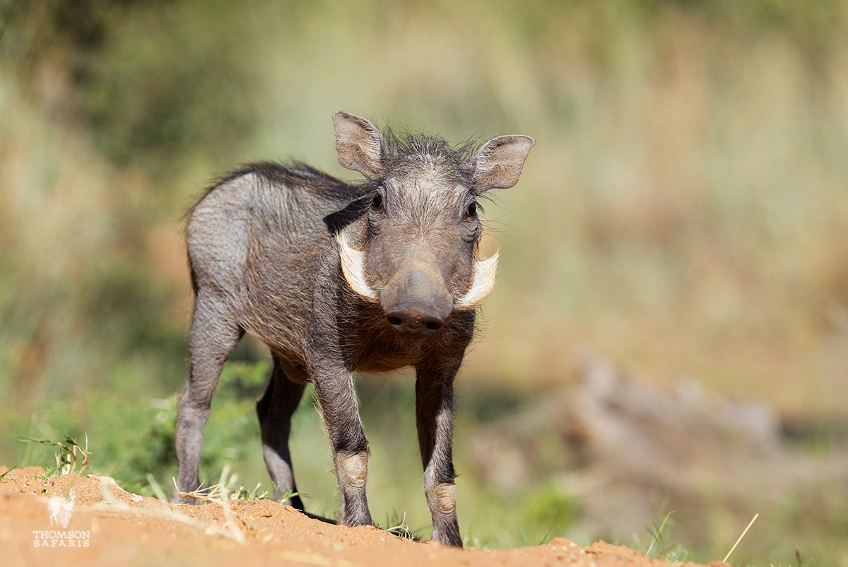 warthog piglet in tarangire tanzania