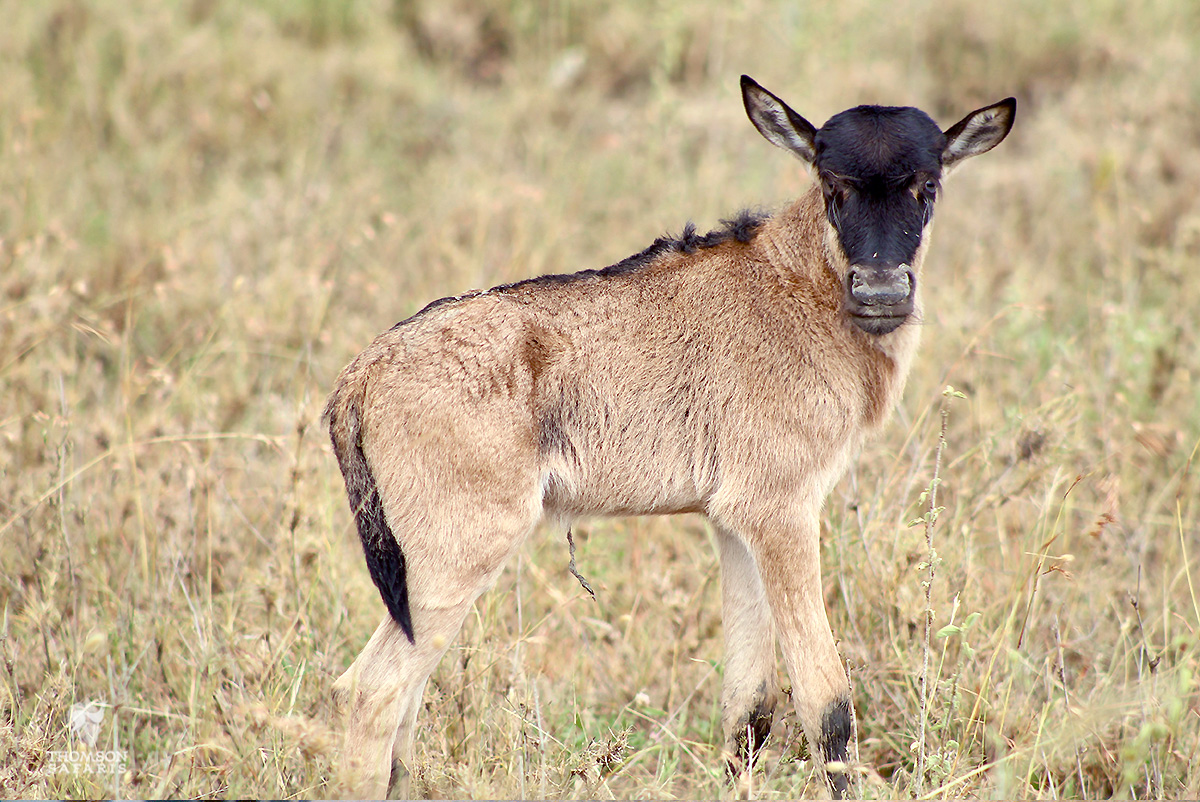 days old wildebeest calf in tanzania