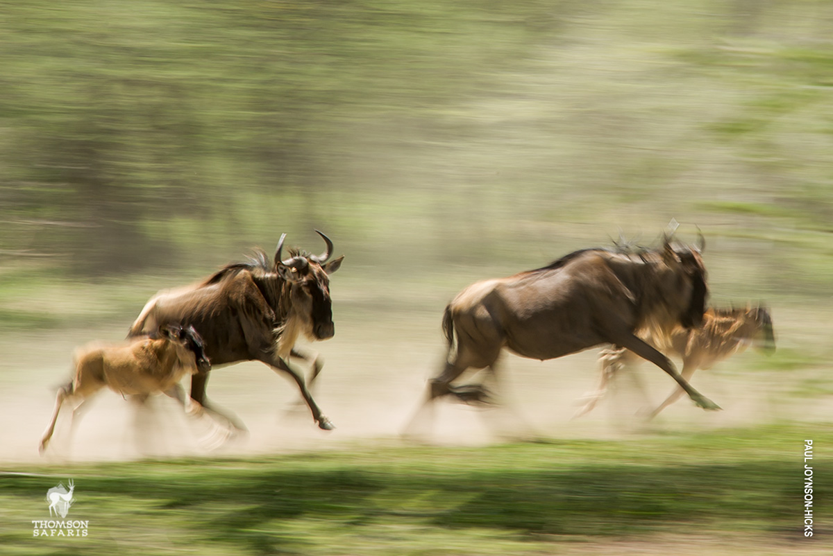 wildebeest calves running in serengeti