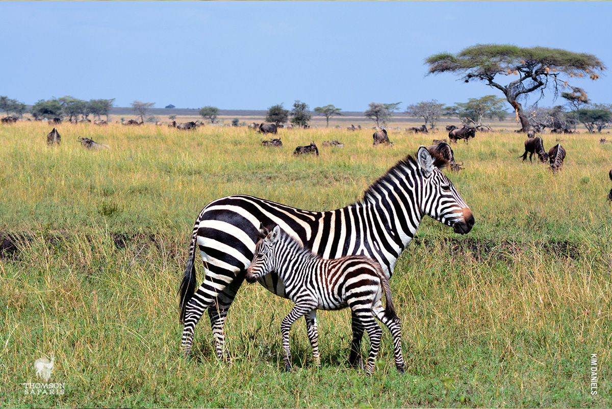 zebra foal with mother in serengeti tanzania