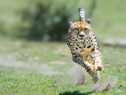 cheetah running at high speed