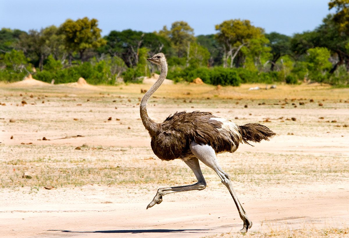 ostrich are strong runners