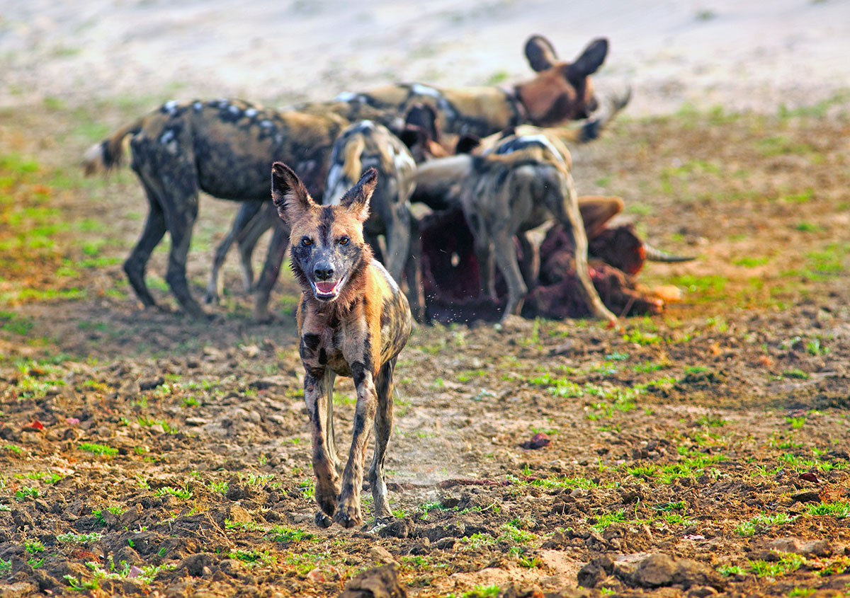 afrikansk villhund