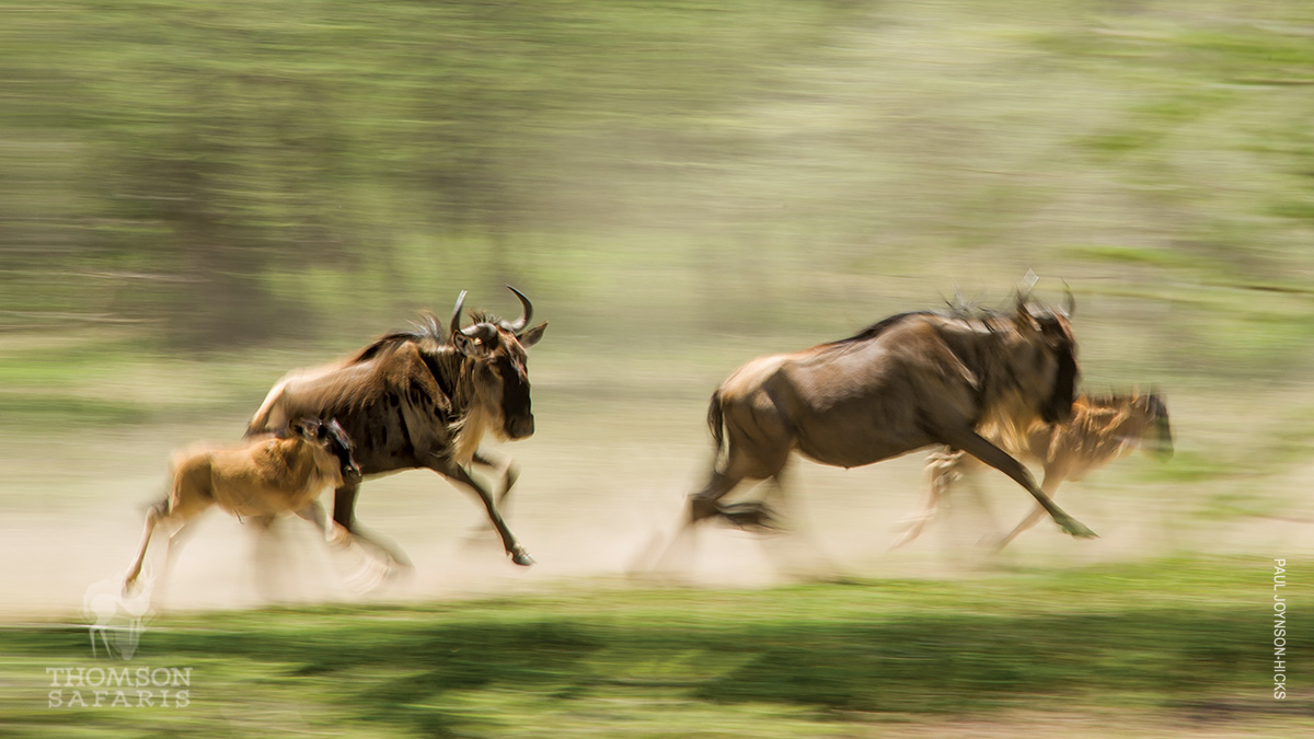 wildebeest and calf run through serengeti 