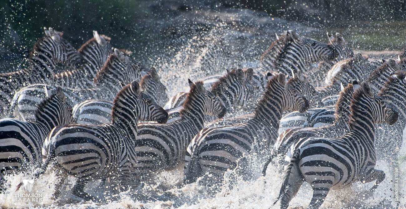 zebra run from water hole in serengeti