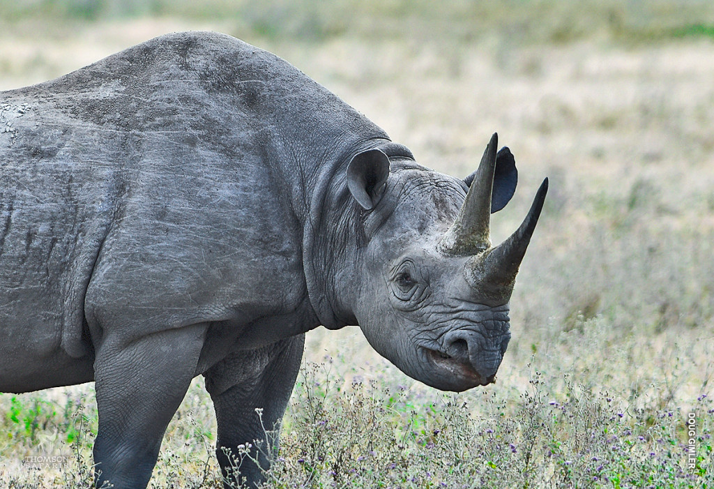 Носорог все выступления. Национальный парк Серенгети черные носороги. Носорог Нгоронгоро. Носорог Какареко. Монтана носорог.