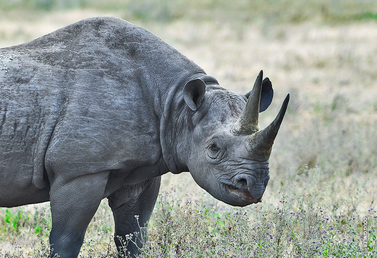 black rhino in ngorongoro crater