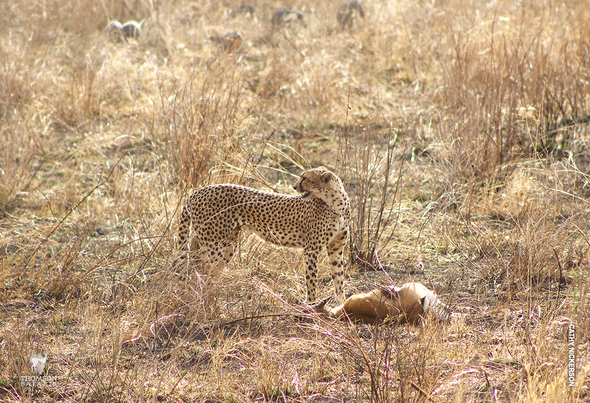 cheetah kill in serengeti