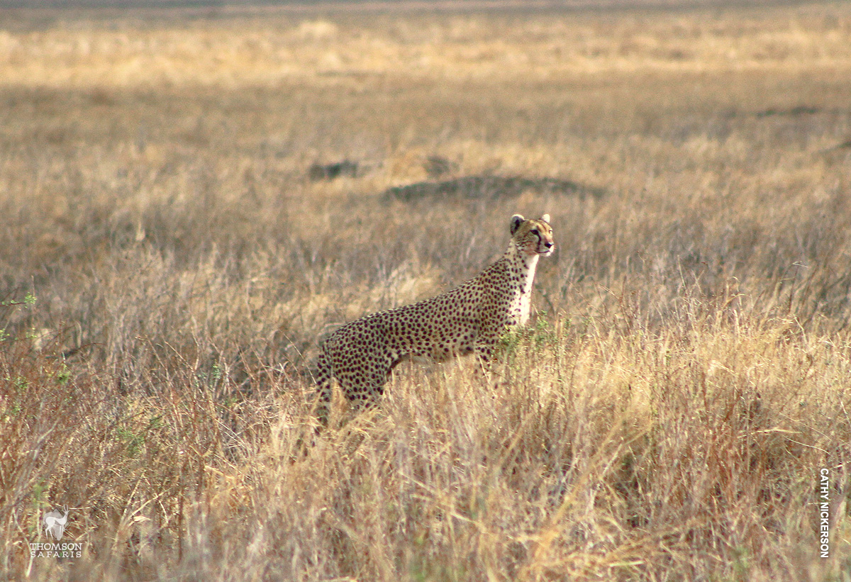 cheetah spots prey from mound