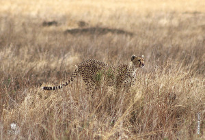 mother cheetah stalks prey