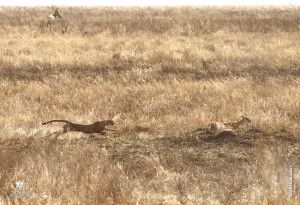 cheetah chase gazelle in serengeti tanzania