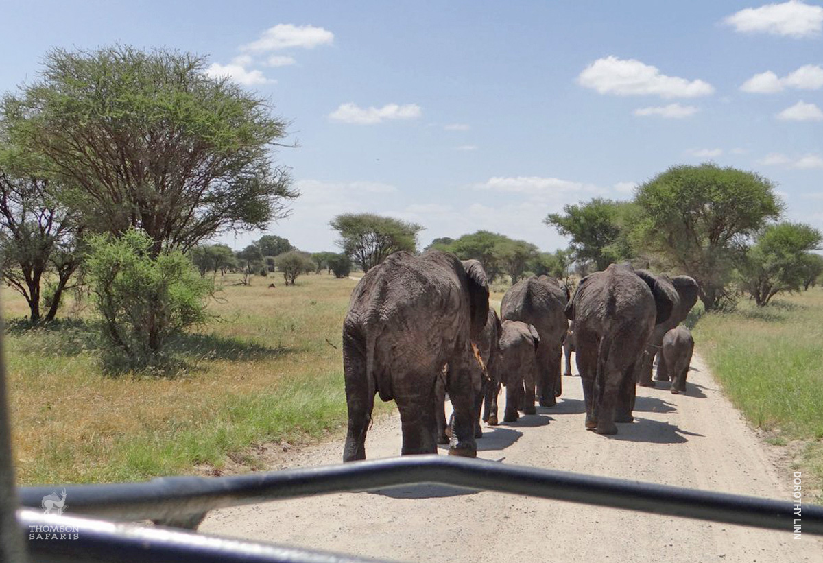 elephants in serengeti tanzania