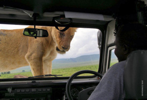 lion on hood of land rover in tanzania