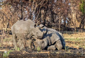 black rhino with calf in tanzania