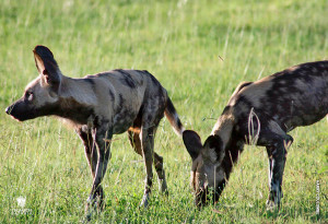wild dogs in selous tanzania