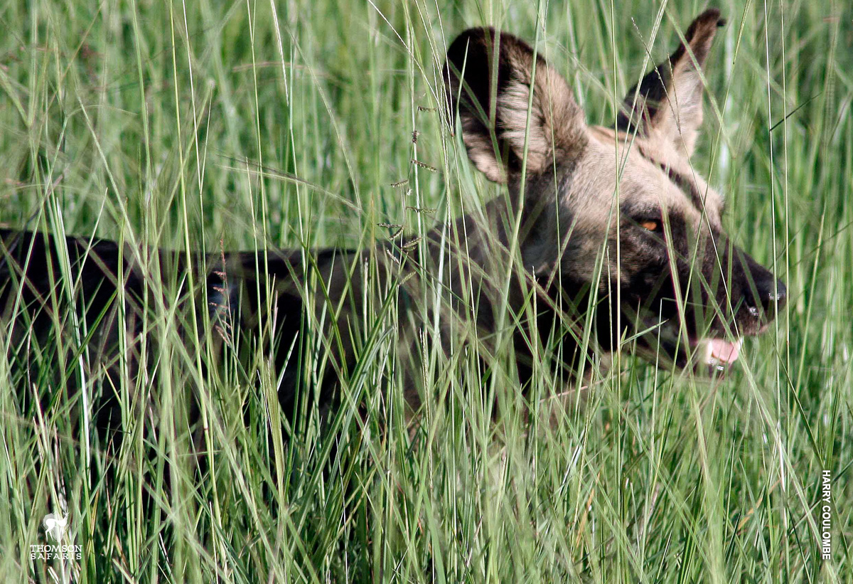 wild dog hunting in grasses in tanzania