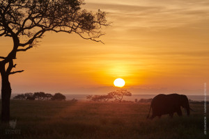 sunrise with elephant in serengeti
