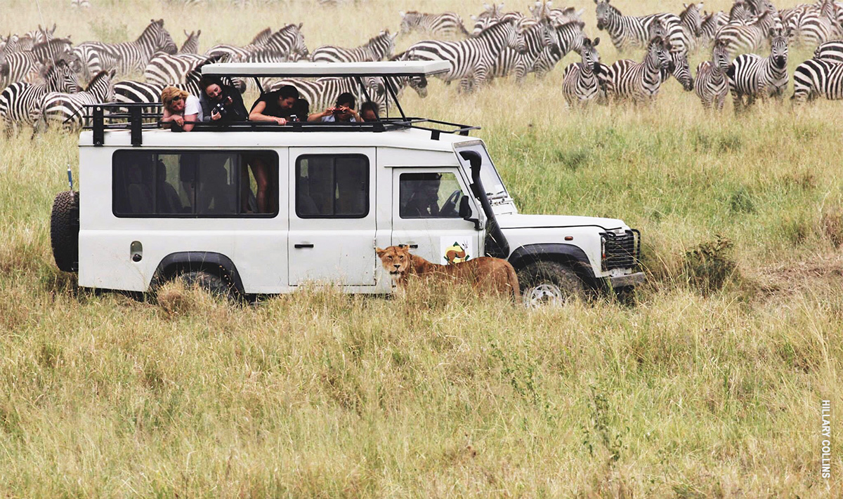 thomson safaris land rover in serengeti with lions and great migration
