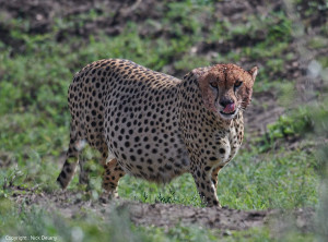 cheetah with full belly from tanzania photo safari