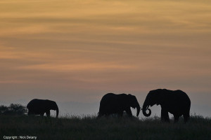 elephants at sunset from tanzania photo safari